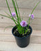 Chives